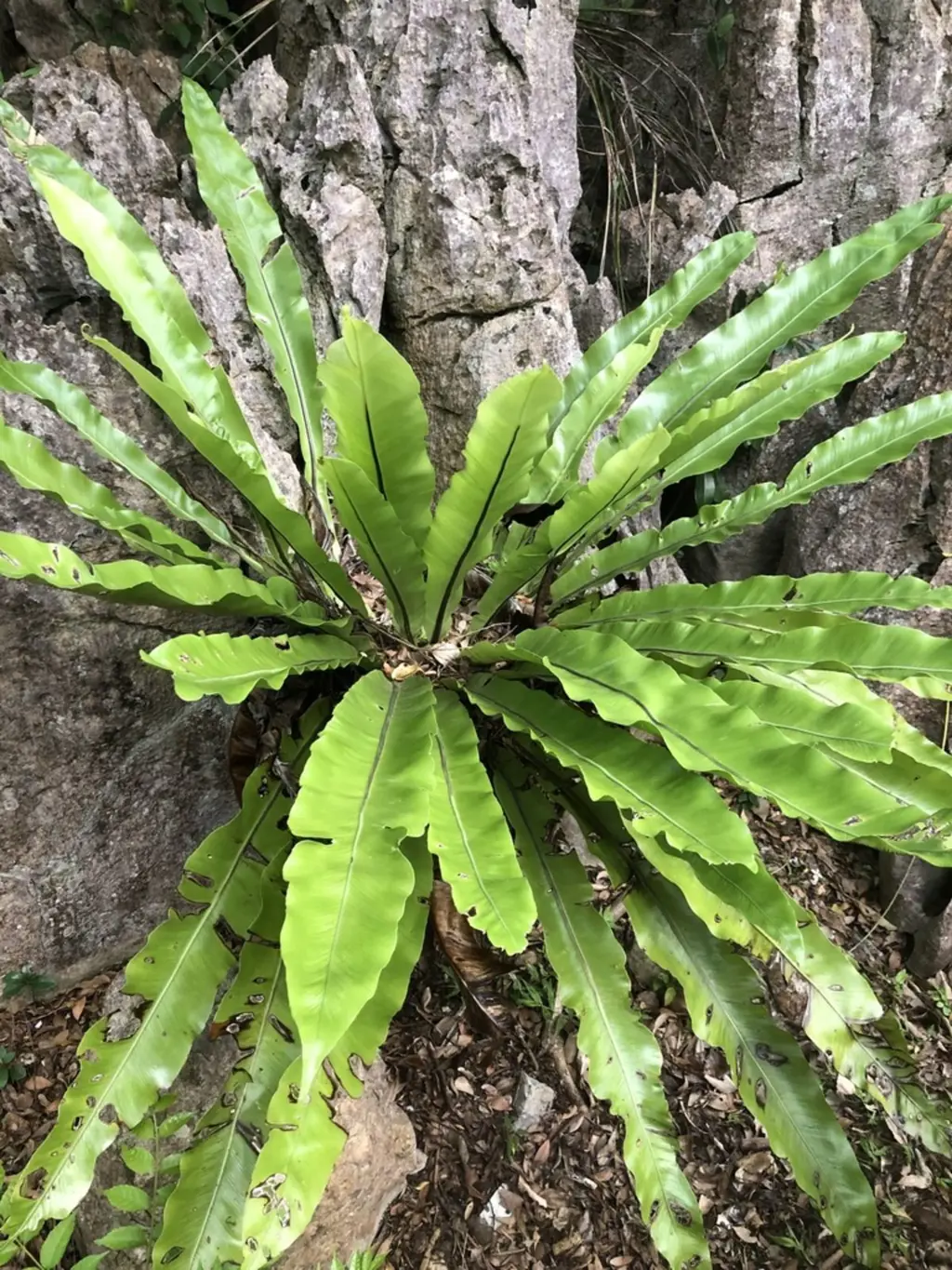 Asplenium nidus-avis fern in a native reserve and featuring long, green fronds.