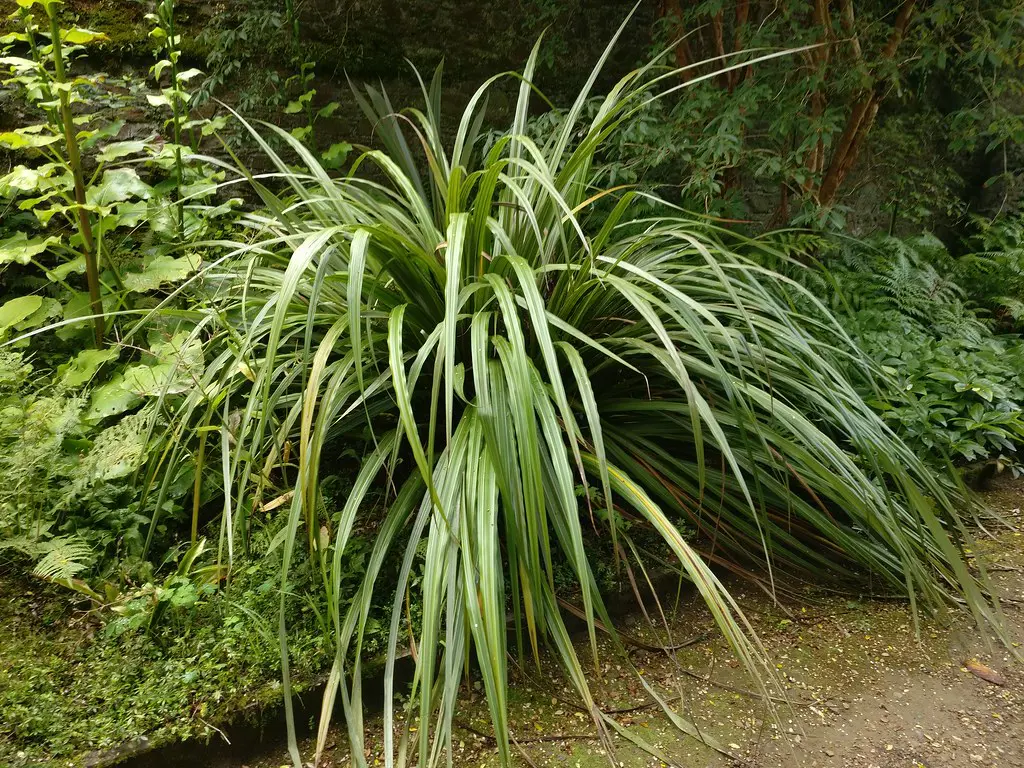 Astelia fragrans (Bush Flax) plant with lush green foliage growing beside a track.