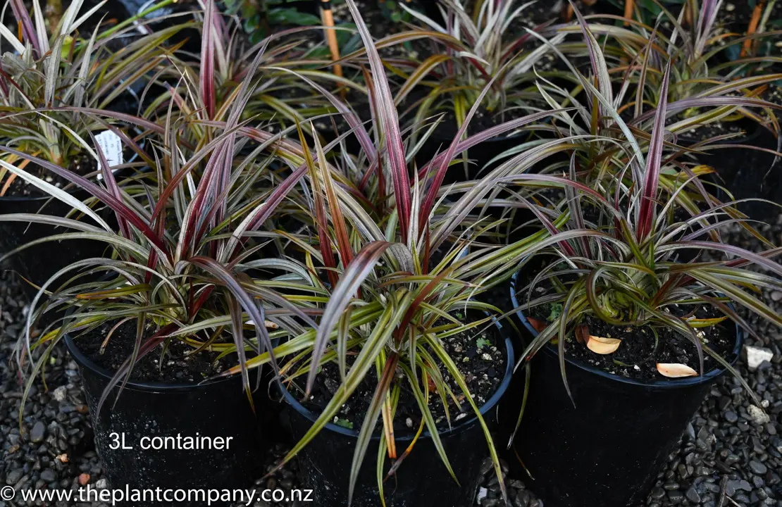Fantastic red and grey flax-like foliage on a large Astelia Westland plant.