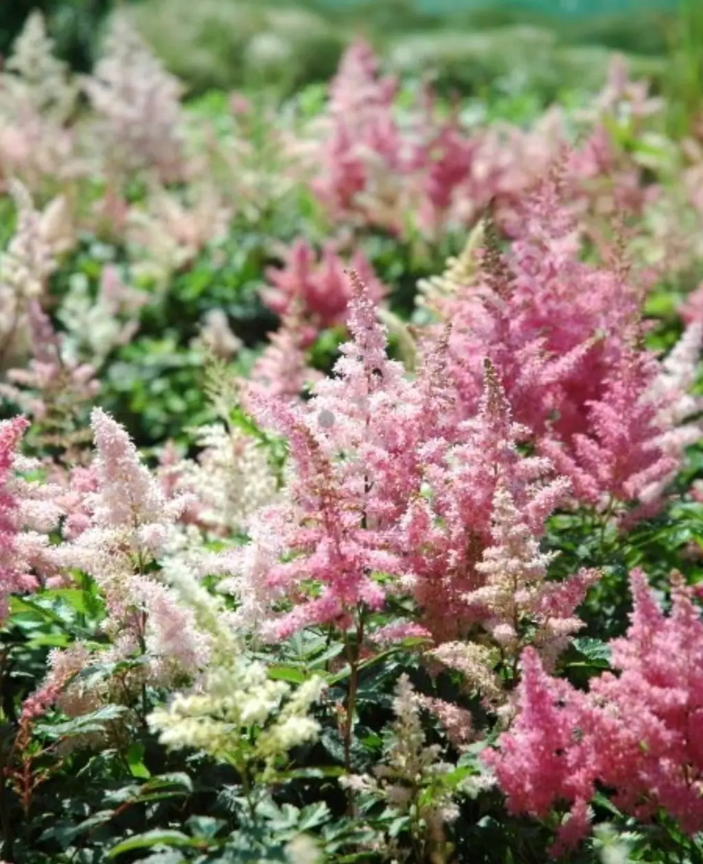 Buy Astilbe Showstar Plants | Free Shipping Over $150