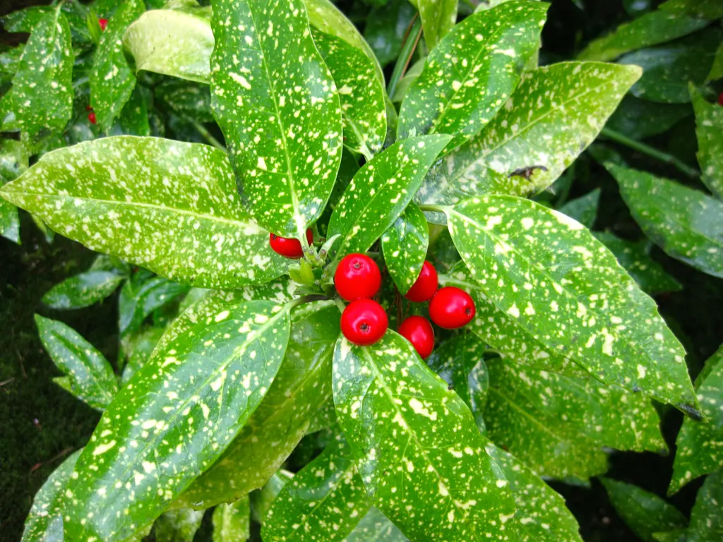 Buy Aucuba japonica Variegata Plants | Free Shipping Over $150
