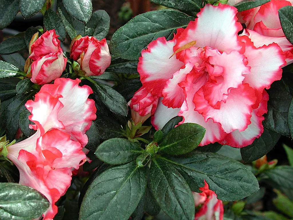 Buy Azalea Albert Elizabeth Plants | Free Shipping Over $150