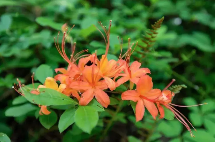 Azalea 'Apex Flame' orange flowers above lush, green foliage.