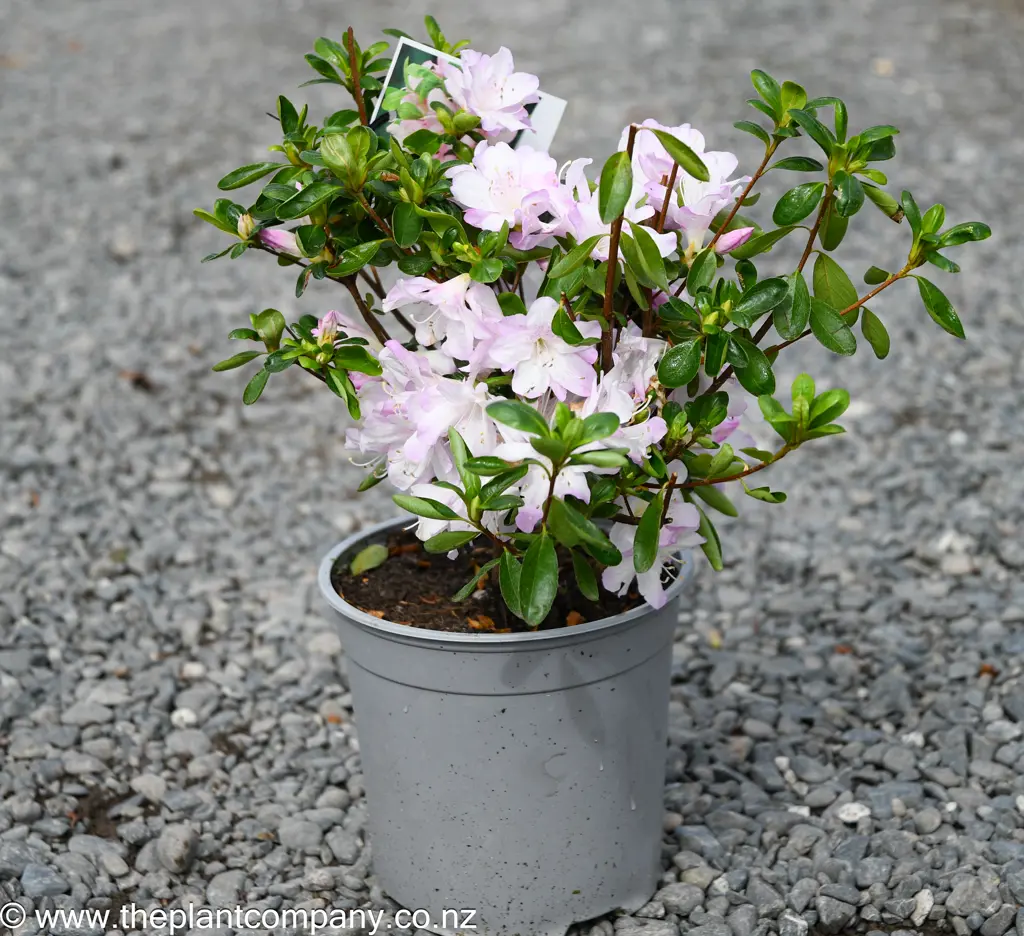 Azalea 'Asawa' plant in spring for sale at The Plant Company nursery.