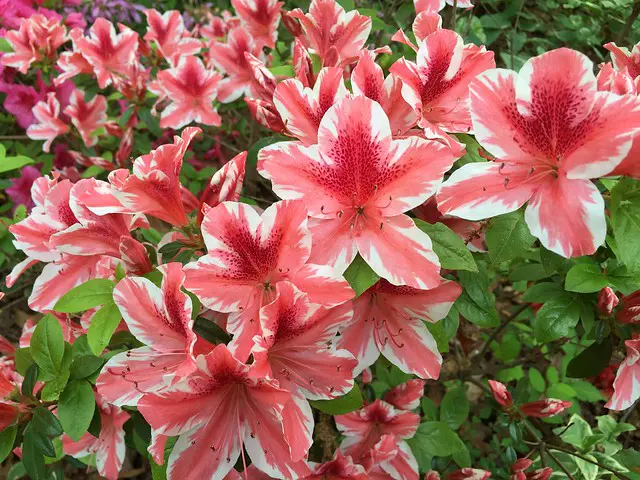 Buy Azalea 'Ben Morrison' Plants | Free Shipping Over $150