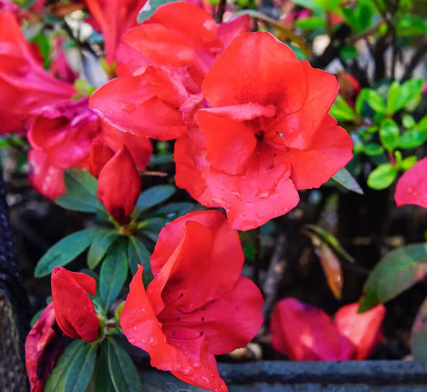 Buy Azalea 'Carnival Rocket' Plants | Free Shipping Over $150