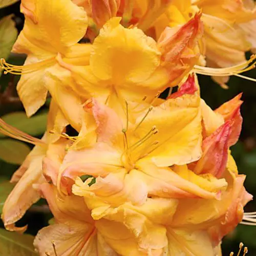 Buy Azalea 'Delectable' Plants | Free Shipping Over $150