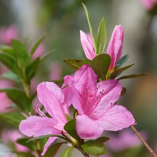 azalea-indica--1