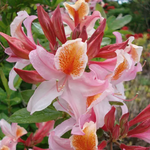 Buy Azalea Delicatissima Plants Online