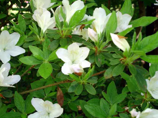 Buy Azalea Mucronatum Alba Plants Online