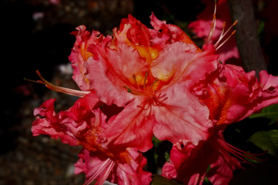 Persion Roses Buy Azalea Persian Rose Plants Online