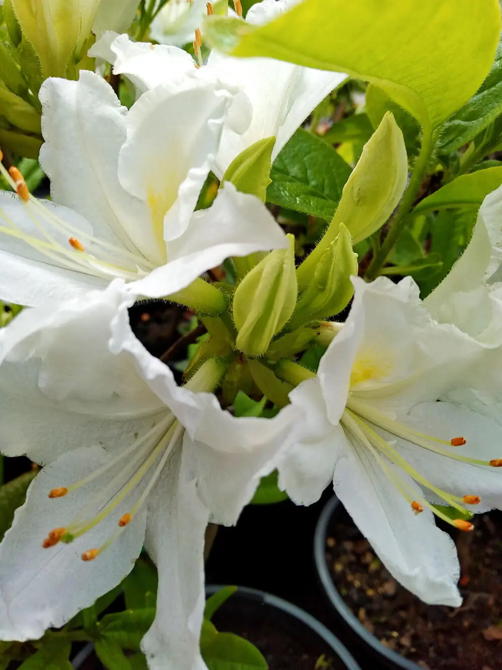 Buy Azalea White Ice Plants Online
