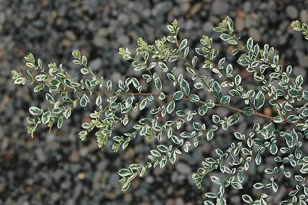 Buy Azara microphylla variegata Plants Online