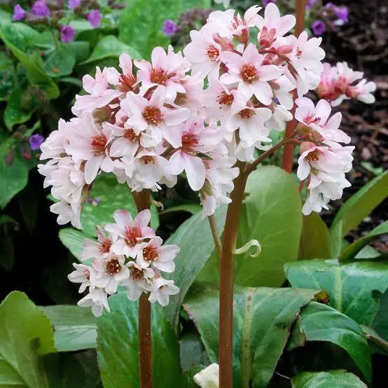 Bergenia 'Wanaka Snow' white flower clusters above large and lush, green leaves.