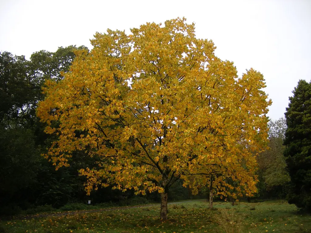 Betula maximowicziana tree with yellow foliage.