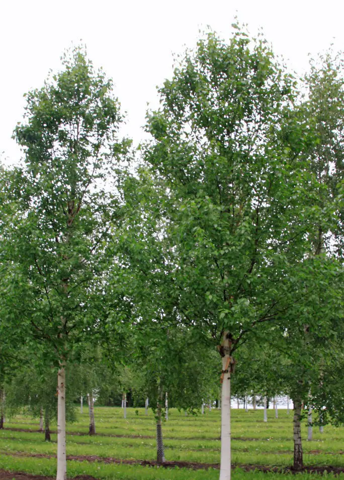betula-albo-sinensis-
