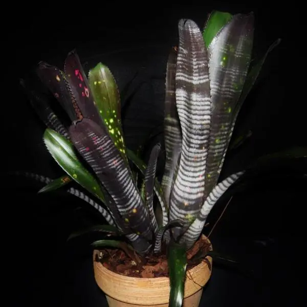 Buy Billbergia Darth Vader Plants | Free Shipping Over $150