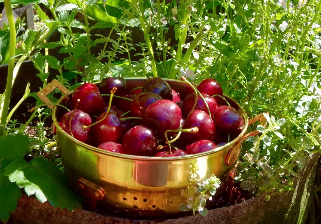 Bing Cherry fruit in a bowl.