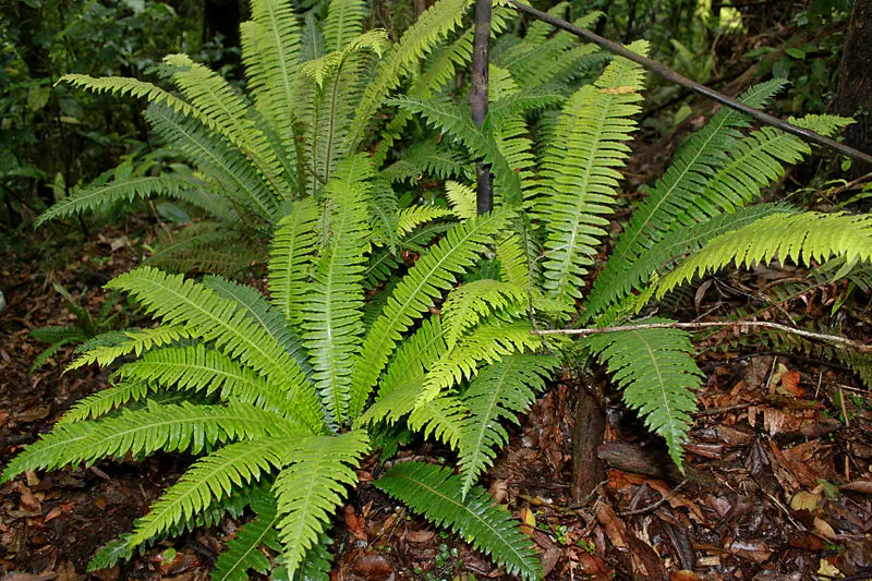 Blechnum discolor (Crown Ferns) in a native garden.