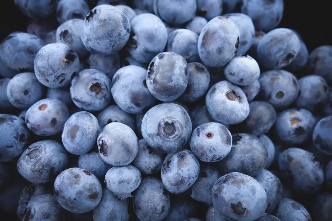 Blueberry 'Atlantic' fruit.