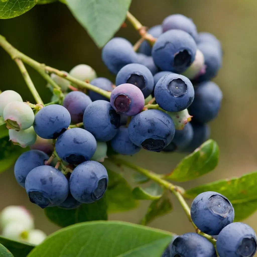 Blueberry Dixi blue berries on a plant.