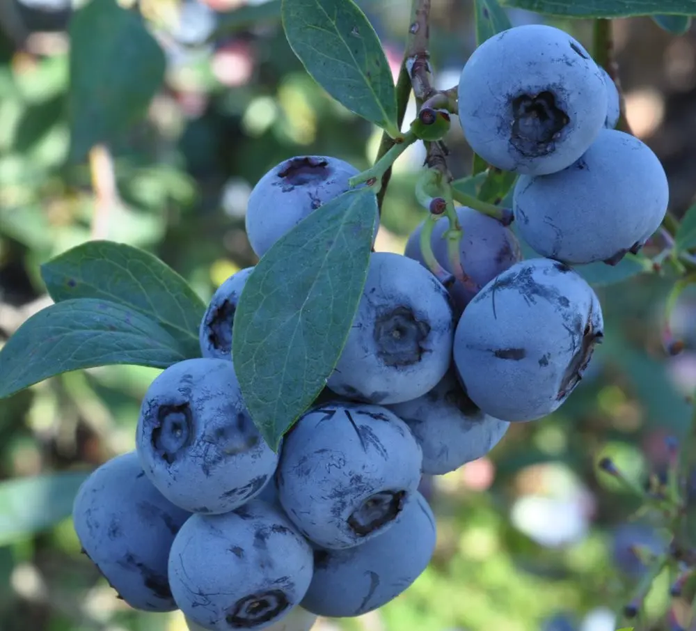 Blueberry Maru blue fruit on a plant.