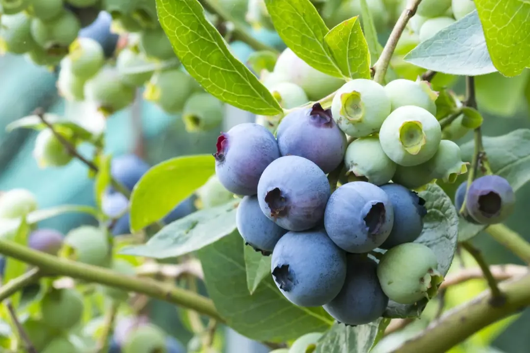 Blueberry Patriot blue fruit on a bush.