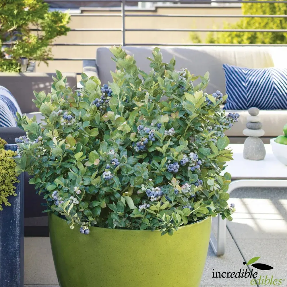 A Blueberry 'Peach Sorbet' plant growing in a pot.