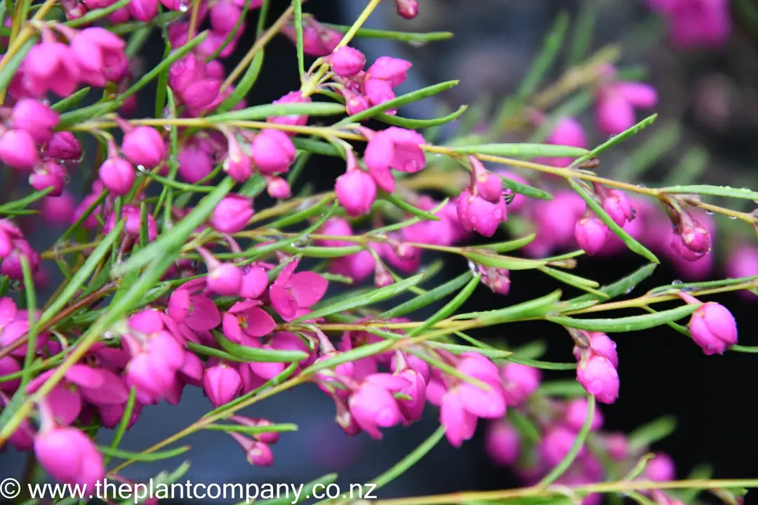 Buy Boronia Lipstick Plants | Free Shipping Over $150