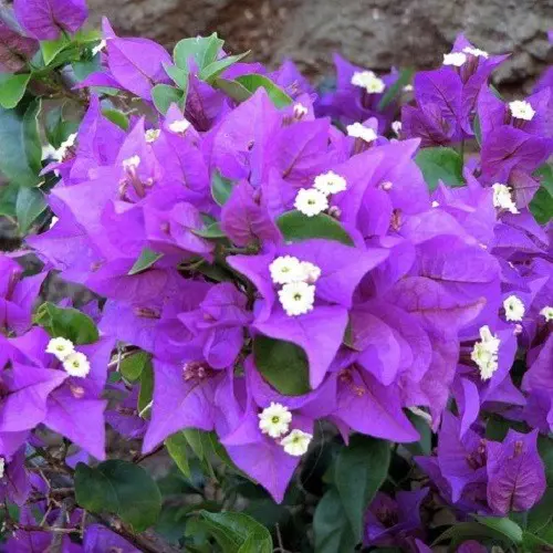 Bougainvillea 'Bambino Little Guy' plant with masses of dark purple flowers.