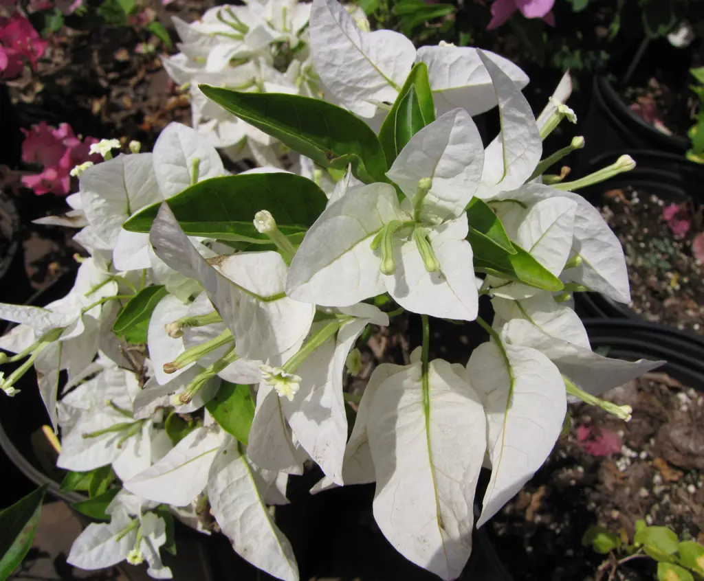 A Bougainvillea 'Hawaiian White' plant with masses of white flowers.