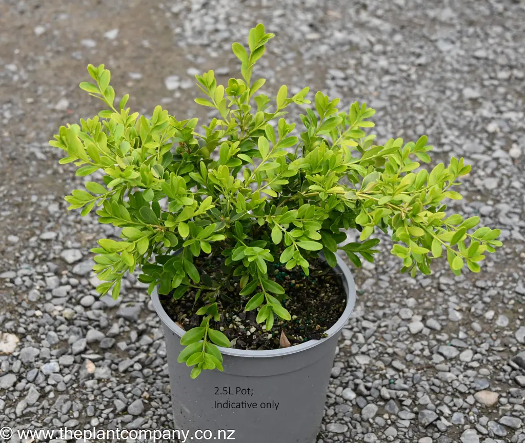 Buxus koreana plant for sale at The Plant Company nursery.