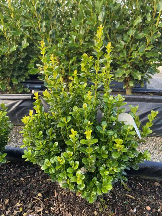 A Buxus microphylla 'Freedom' plant with lush, green foliage.