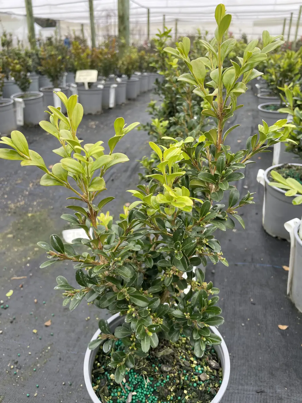 A Buxus microphylla 'Independence' plant for sale at The Plant Company nursery.