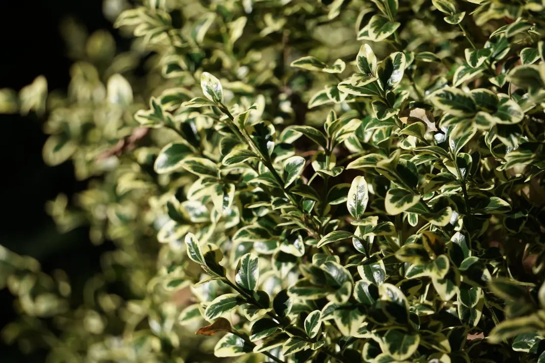 Buxus sempervirens variegata (Variegated Box) shrub with lush and colourful foliage.