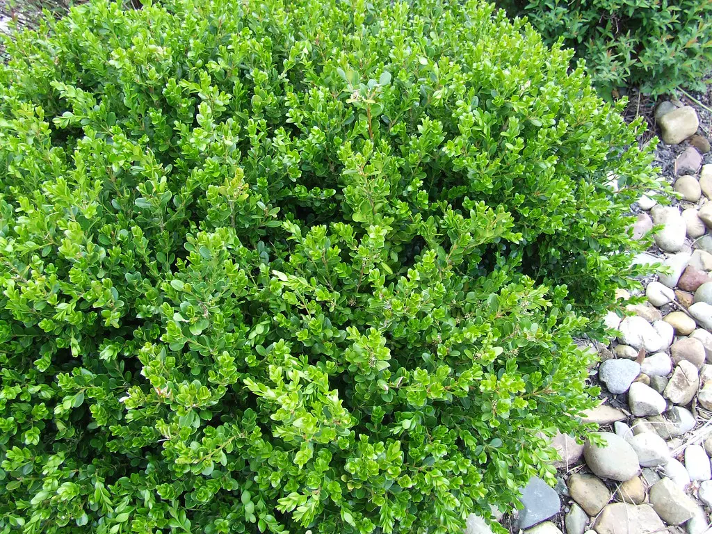 Buxus 'Winter Gem' shrub with elegant, green foliage.