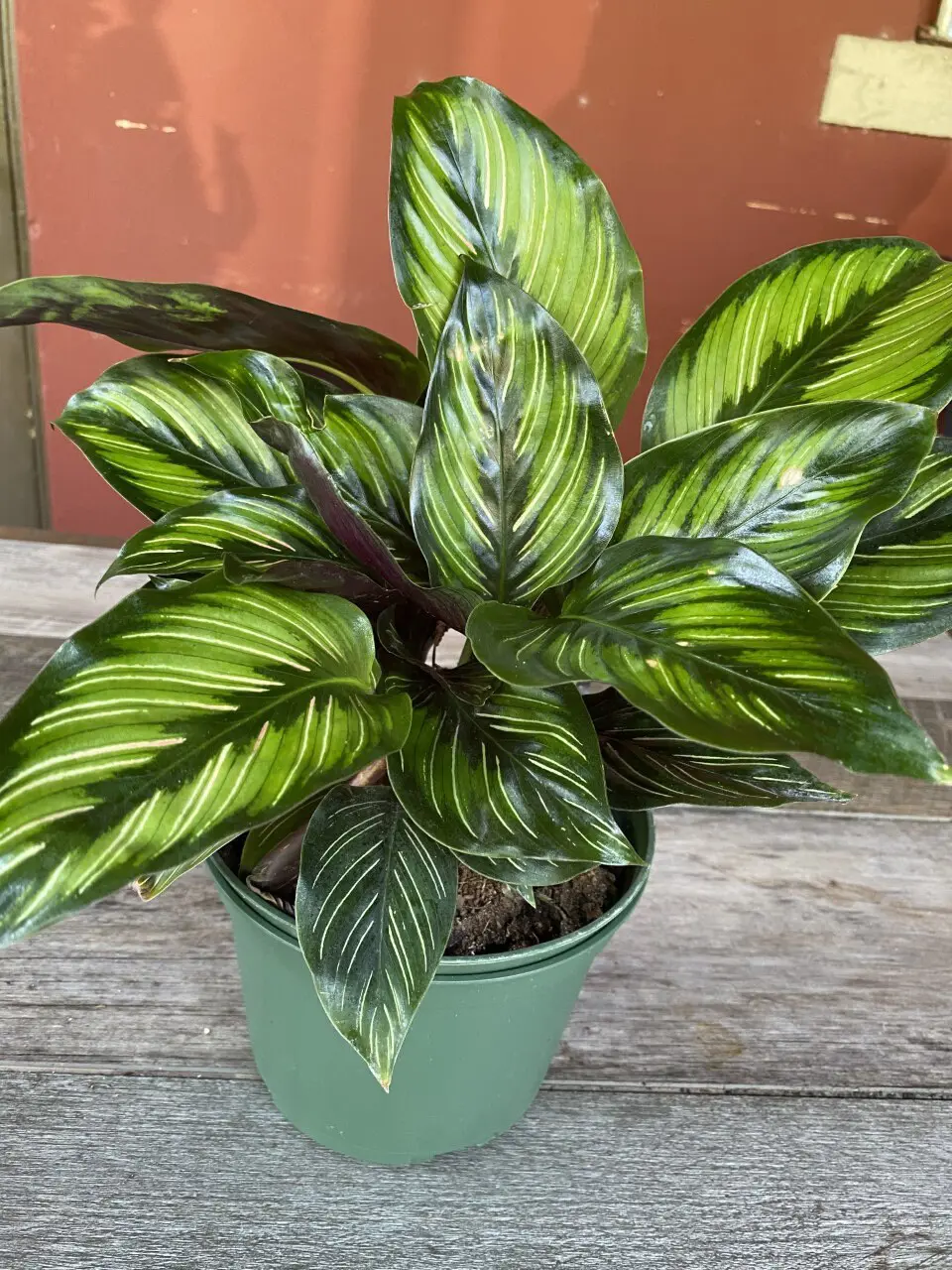 dracena fragans Golden Heart Dragon Tree (Dracaena Fragrans) main image 1