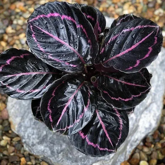 Calathea Dottie | Free Shipping NZ Wide | The Plant Company