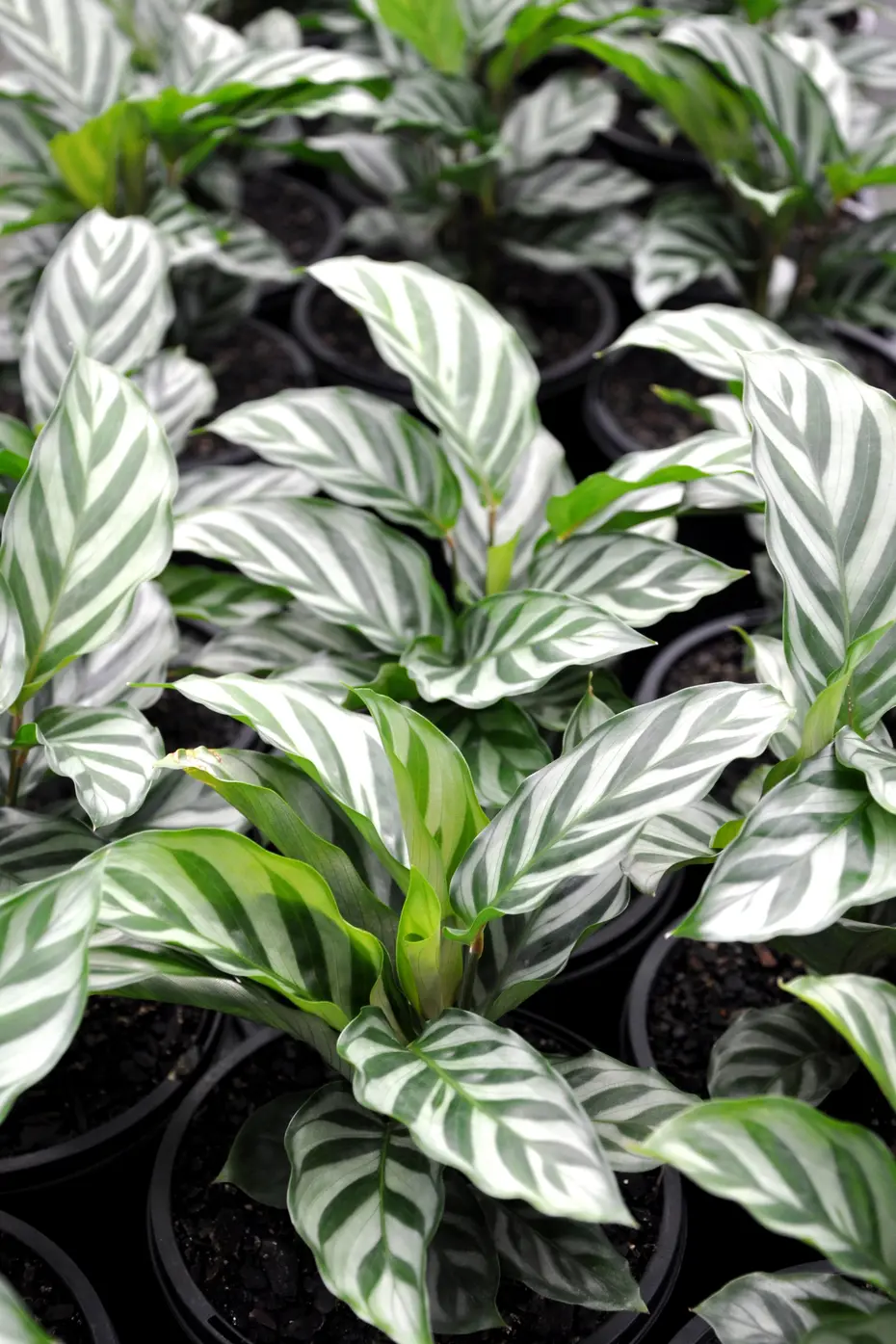 Buy Calathea Freddie Plants | Free Shipping Over $150