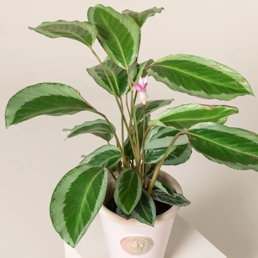 calathea-gekko-