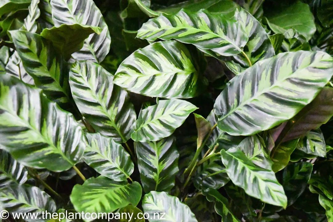 Buy Calathea louisae Plants | Free Shipping Over $150