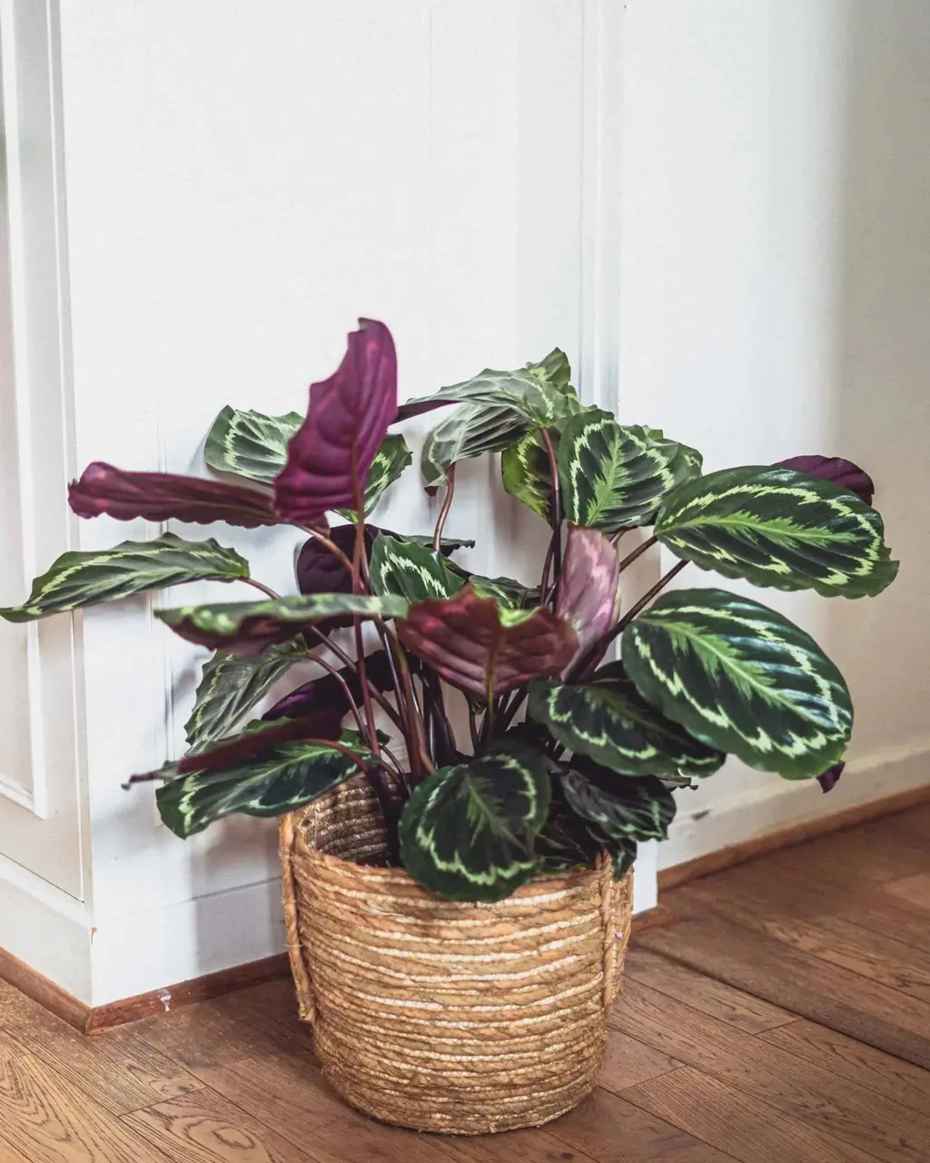 janet craig compacta dracaena Janet Craig Compact Dracaena
