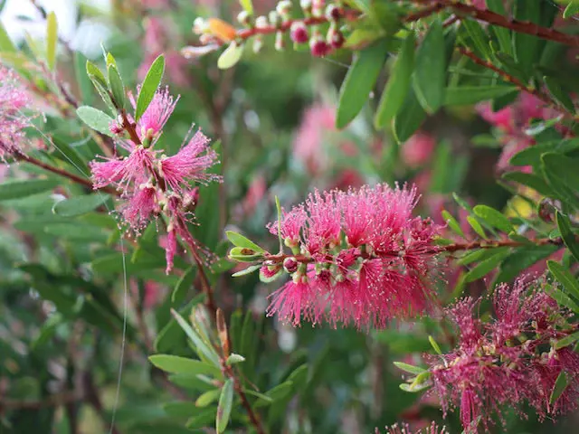 callistemon-candy-burst-