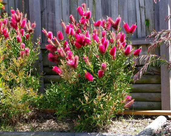 Callistemon 'Candy Pink' shrub with elegant, pink flowers.
