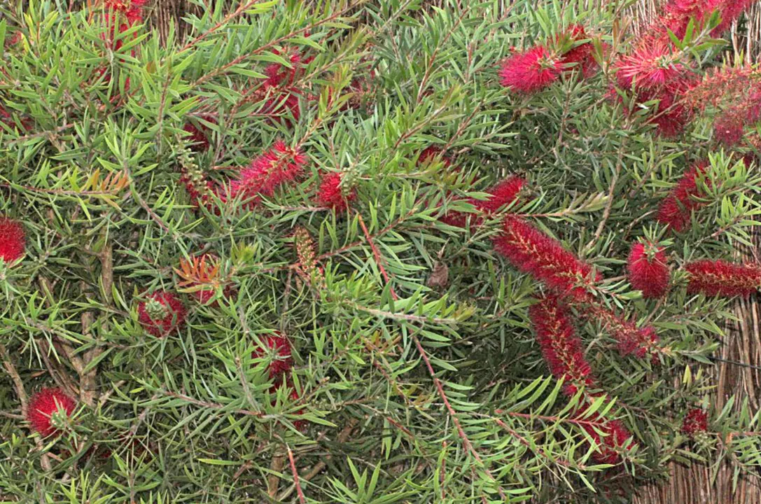 Callistemon 'Genoa Glory' shrub covered in pretty, red flowers.