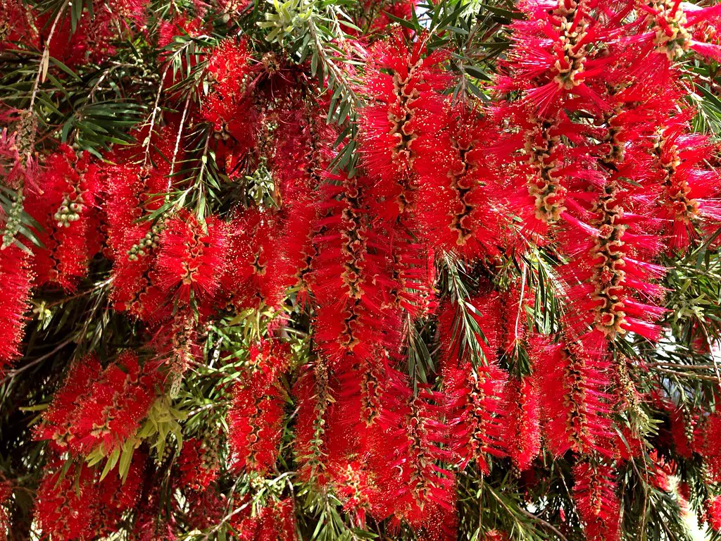 Callistemon citrinus 'Red Cluster' small tree with masses of red, pendulous flowers.