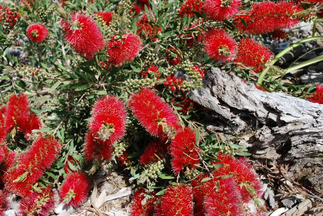 callistemon-firebrand-