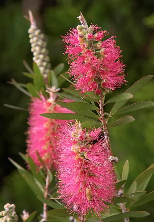 Callistemon 'John Mashlan' pink flowers with green foliage.