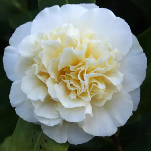 camellia-williamsii-jurys-yellow-