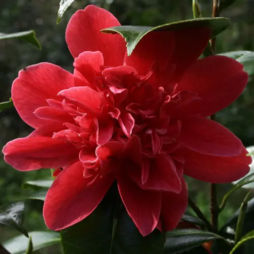 camellia-japonica-mark-alan-